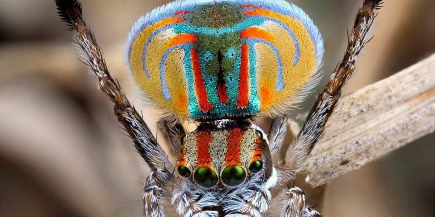 Así es la araña pavo real, considerada como la más seductora de Australia