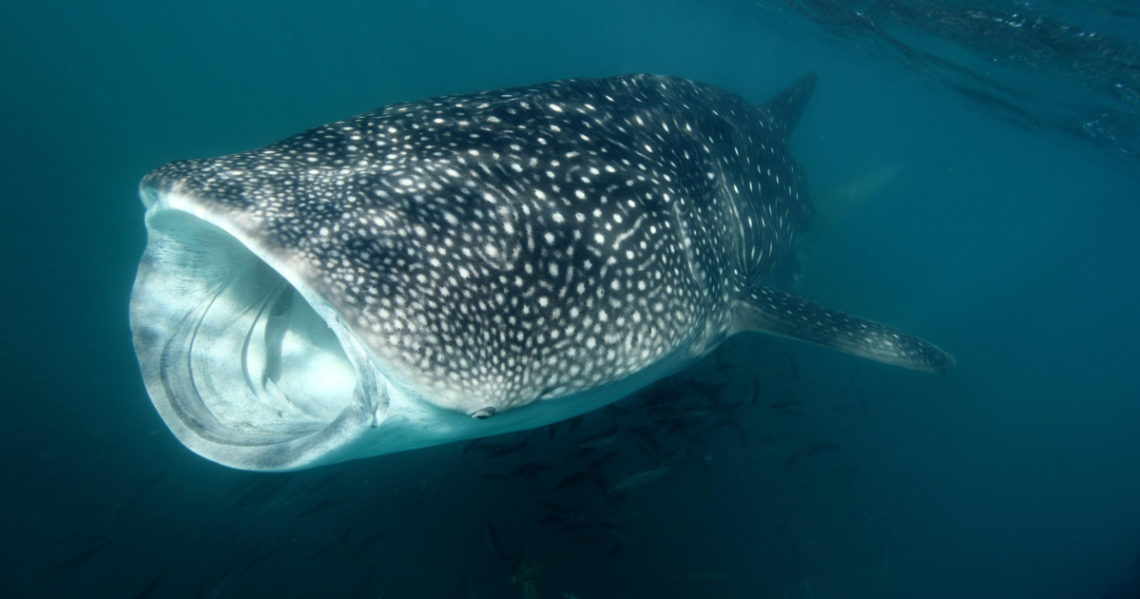 Científicos buscan descifrar los misterios del pez más grande del mundo