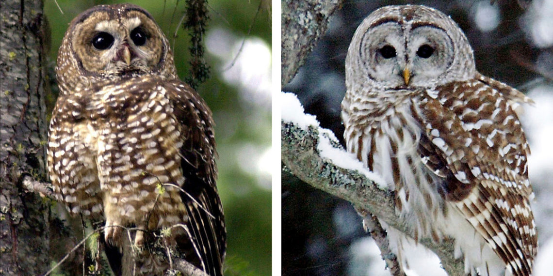 Dilema Moral Sacrificar A Una Especie De Buho Para Salvar A Otra De La Extincion