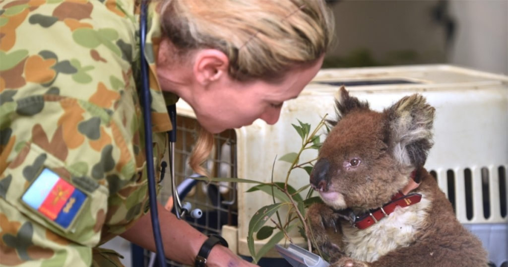 Los veterinarios se esfuerzan en sanar las quemaduras que sufren estos koalas. Foto: AFP