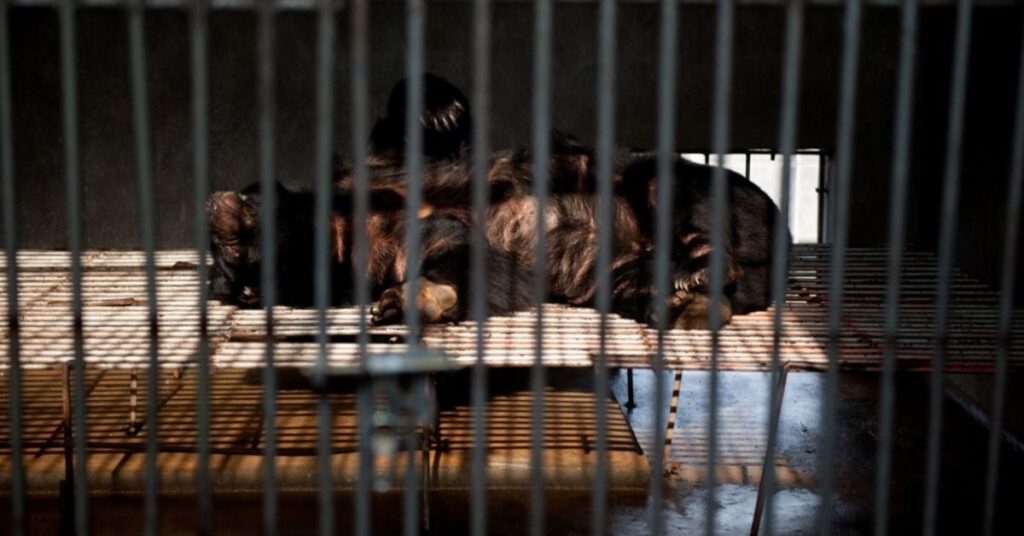 CHINA ANIMALES SALVAJES