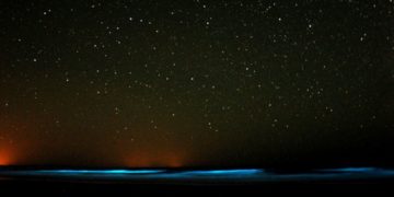 Bioluminiscencia Australia