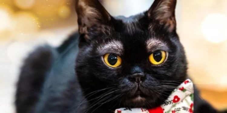 Este es el gato con 'cejas' que se volvió viral en redes sociales