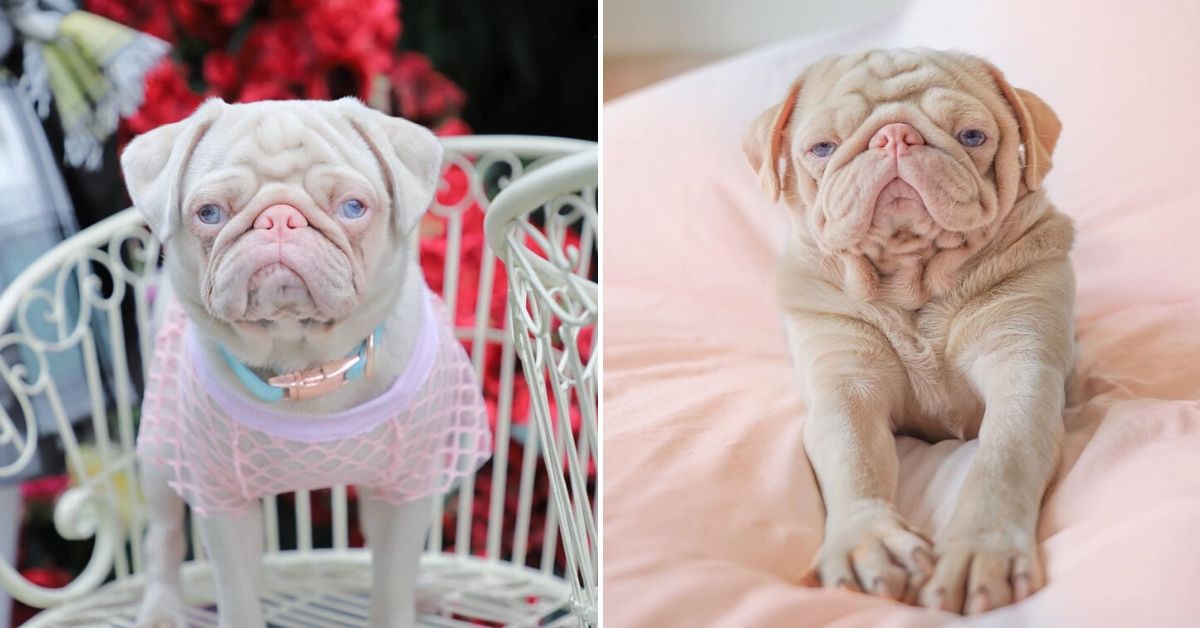 Milkshake, ‘el perro rosado’ que se ha vuelto toda una celebridad en Internet