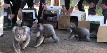 Koalas regresan a su hogar