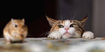 Regalos que hacen los animales