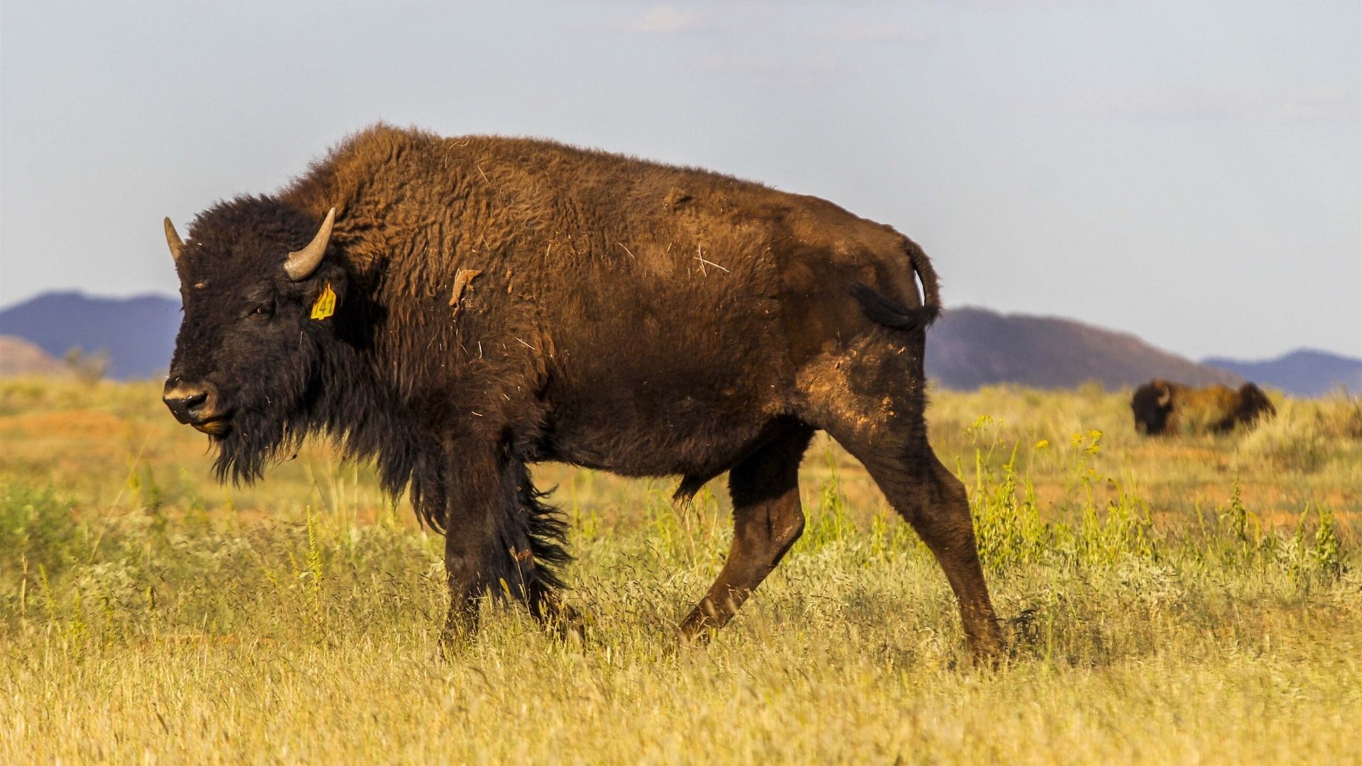 Mujer se hizo la muerta para evitar el feroz ataque de un bisonte