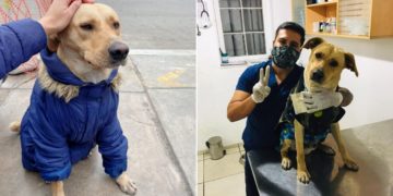 Perro hospital de Perú - firuco