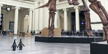 Pareja de pingüinos salió de su acuario para recorrer museo cerrado por la pandemia
