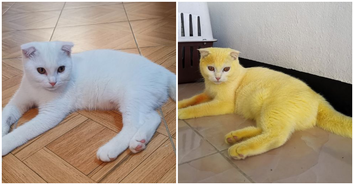 Thammapa Supamas tiñe por error a su gato y se vuelve viral su historia