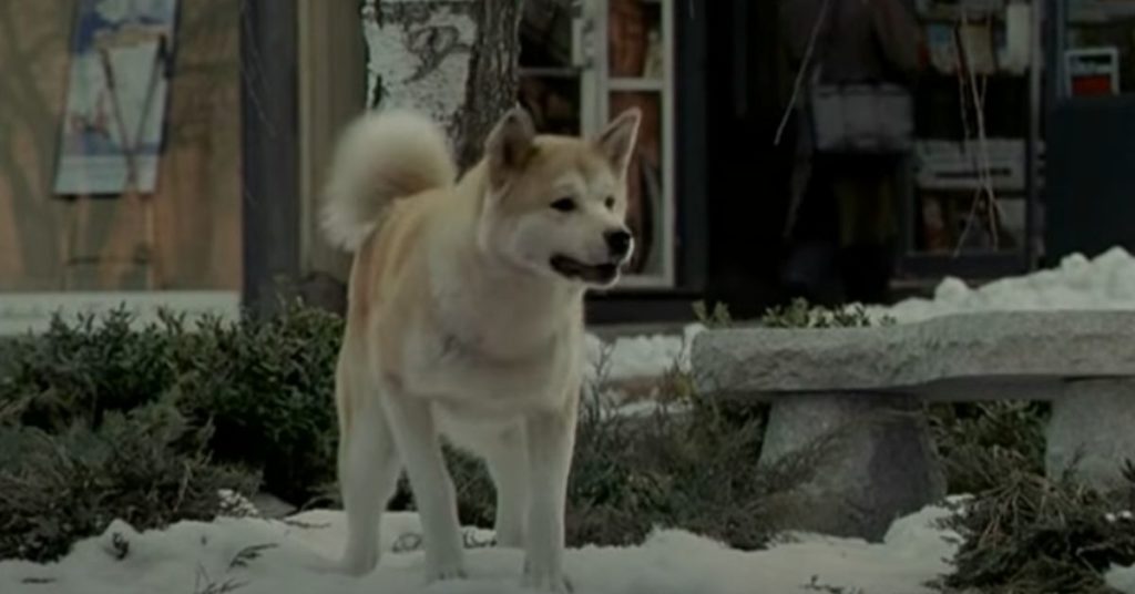 La verdadera historia de Hachiko, el perro que esperó 10 años a su dueño