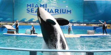 La orca Lolita podría ser liberada