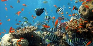 Descubren arrecife de 500 metros de altura en la Gran Barrera de Coral