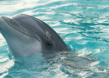 Hombre salva la vida de un delfín
