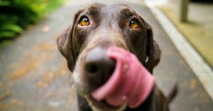 Zara y otras marcas de ropa para perros para tu amor de cuatro patas