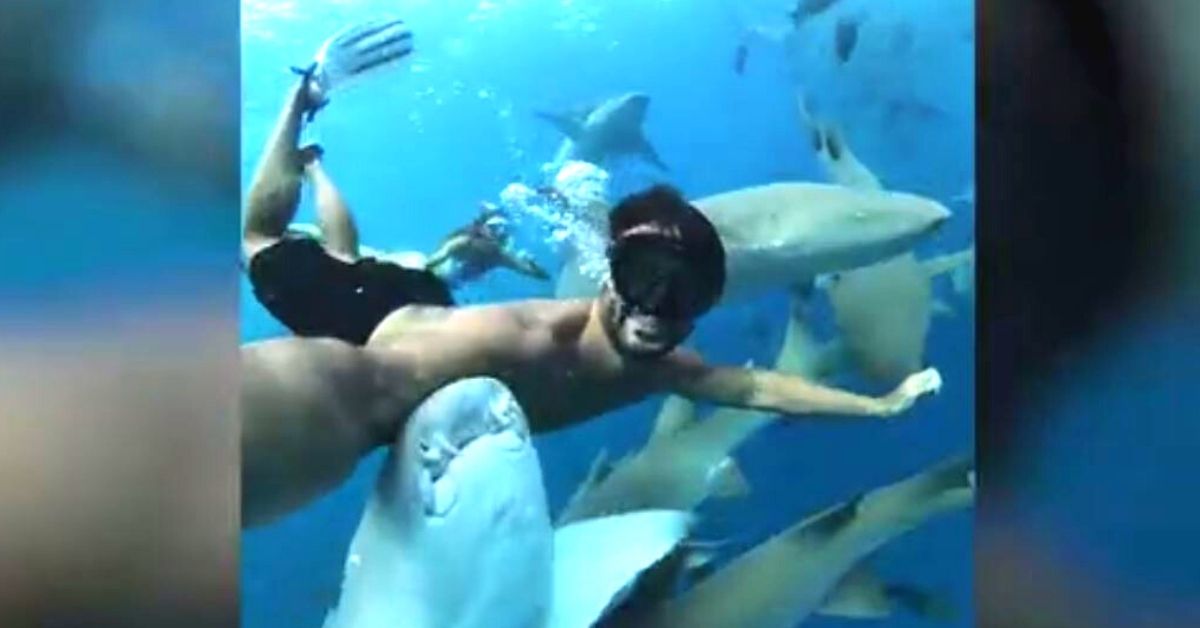 Influencer graba increíble video nadando junto a decenas de tiburones en medio del océano