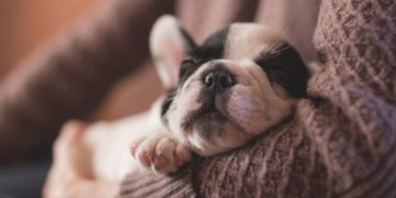 Niño adopta cachorro con labio hendido