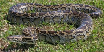 Serpiente pitón de Birmania