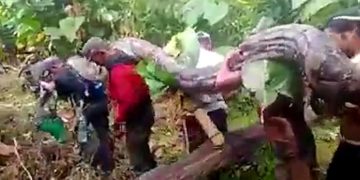 Capturan serpiente piton