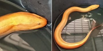 Anguila dorada encontrada por un granjero