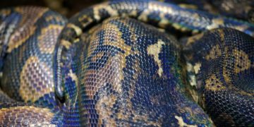 mujer en el estómago de una serpiente pitón