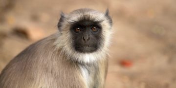 mono llora la muerte de un hombre