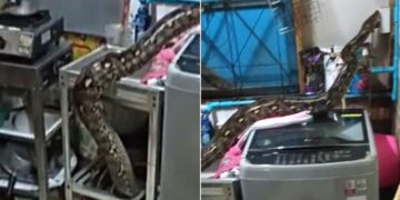 serpiente pitón en una vivienda