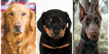 Razas de perro más inteligentes