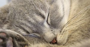 Hasta pronto: joven le cantó una enternecedora canción a su amado gatito antes que muriera 