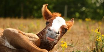 Una amistad incondicional: perrito cuidó a un pequeño potrillo desolado luego de que su madre muriera